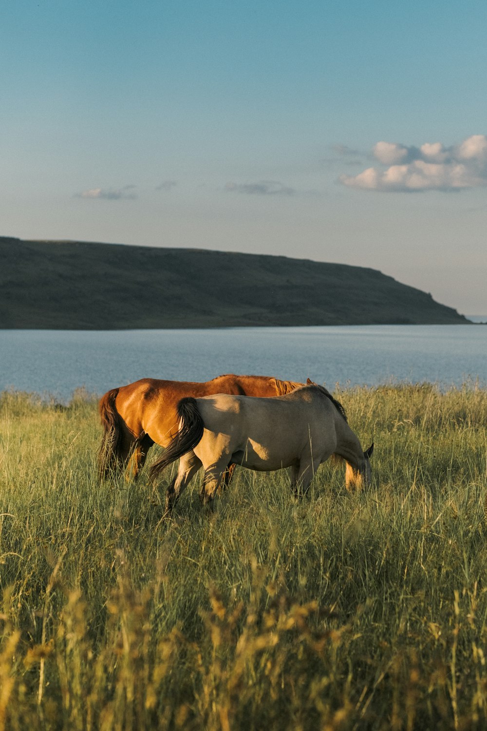 a couple of cows are grazing in a field