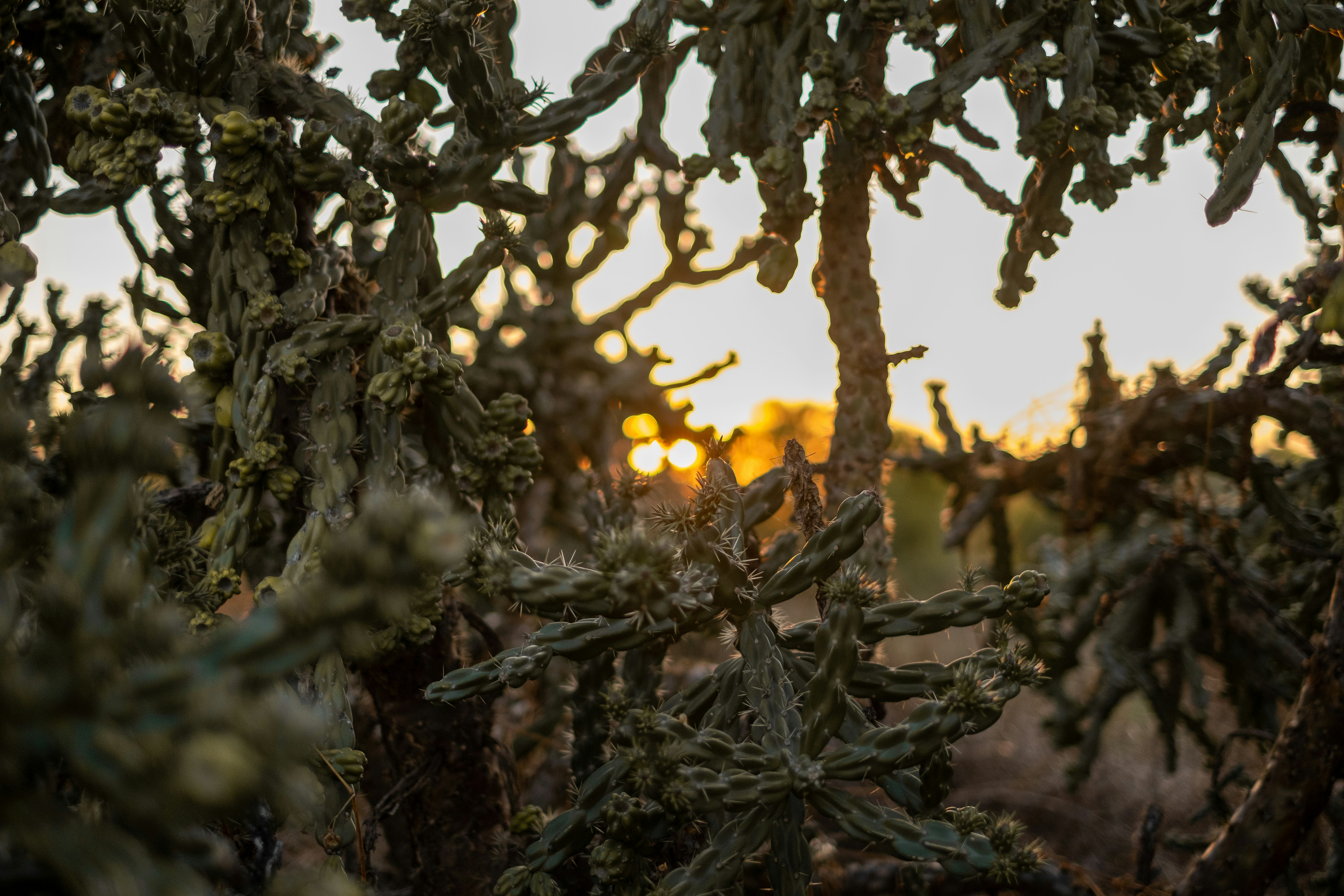 a large group of cactus plants in a field