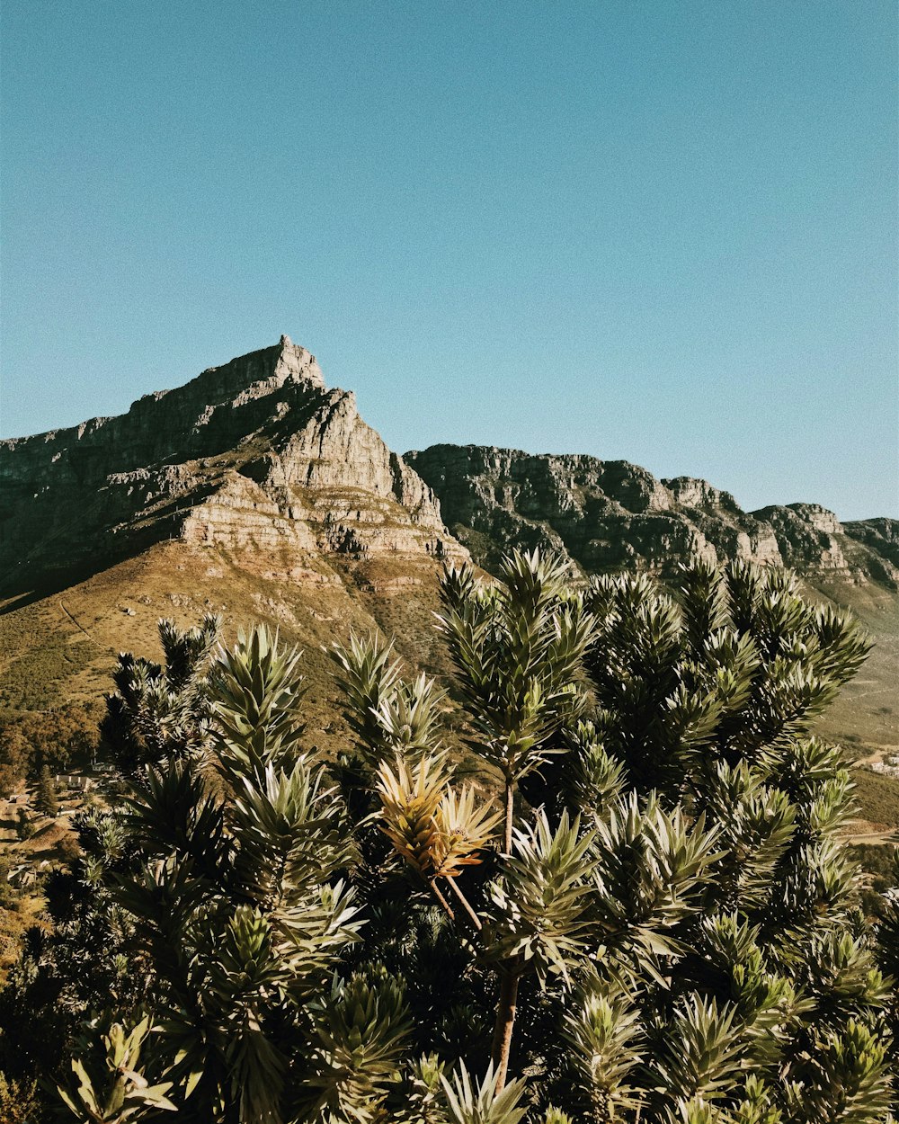 a view of a mountain with trees in the foreground