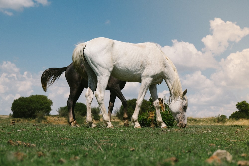 two white horses grazing on a lush green field