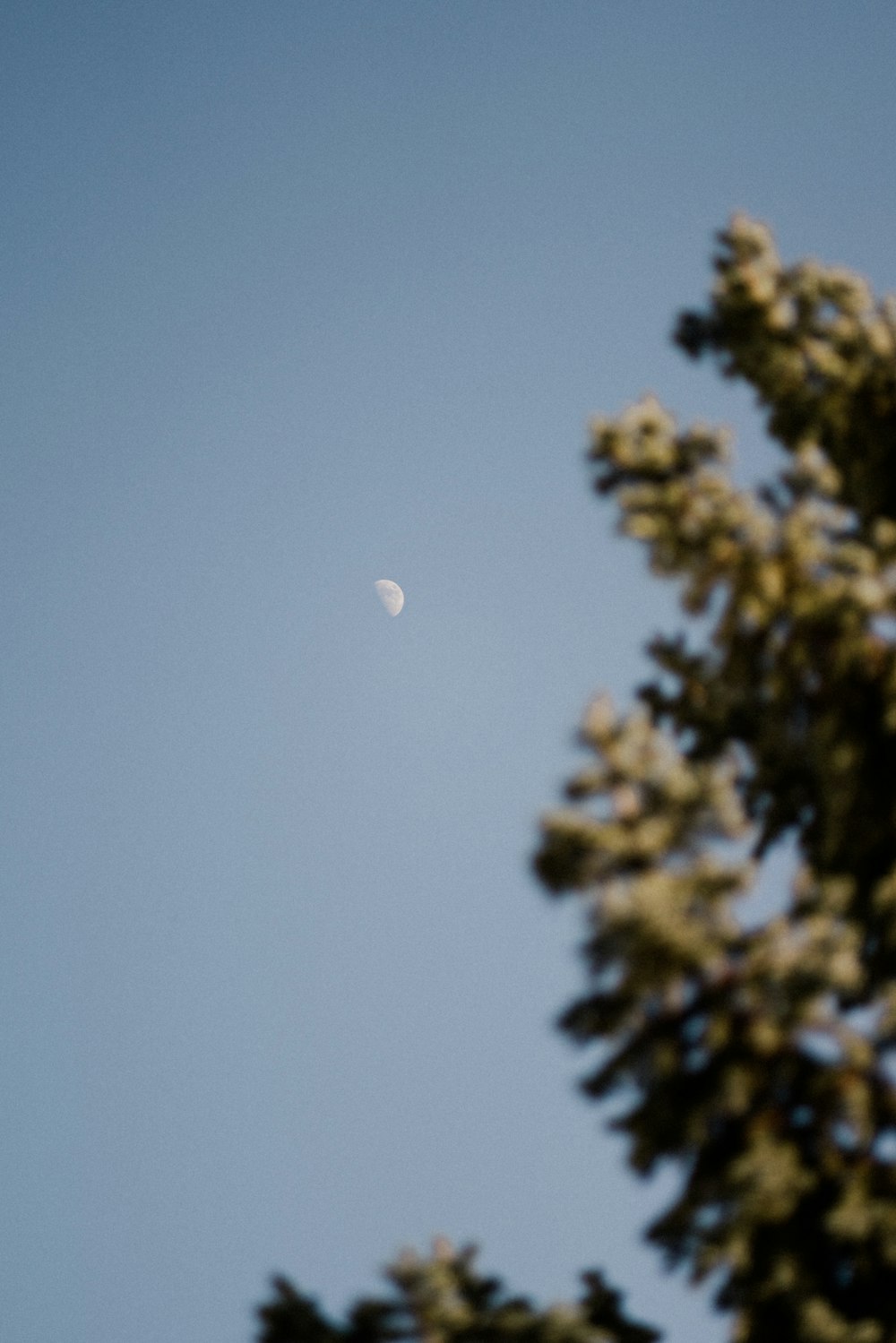 a half moon is seen through the branches of a tree