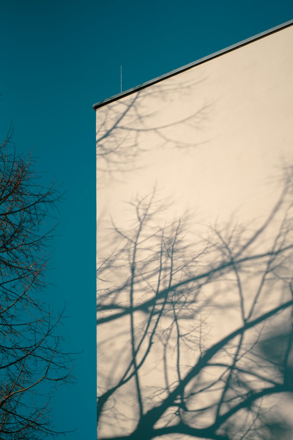 the shadow of a tree on the side of a building