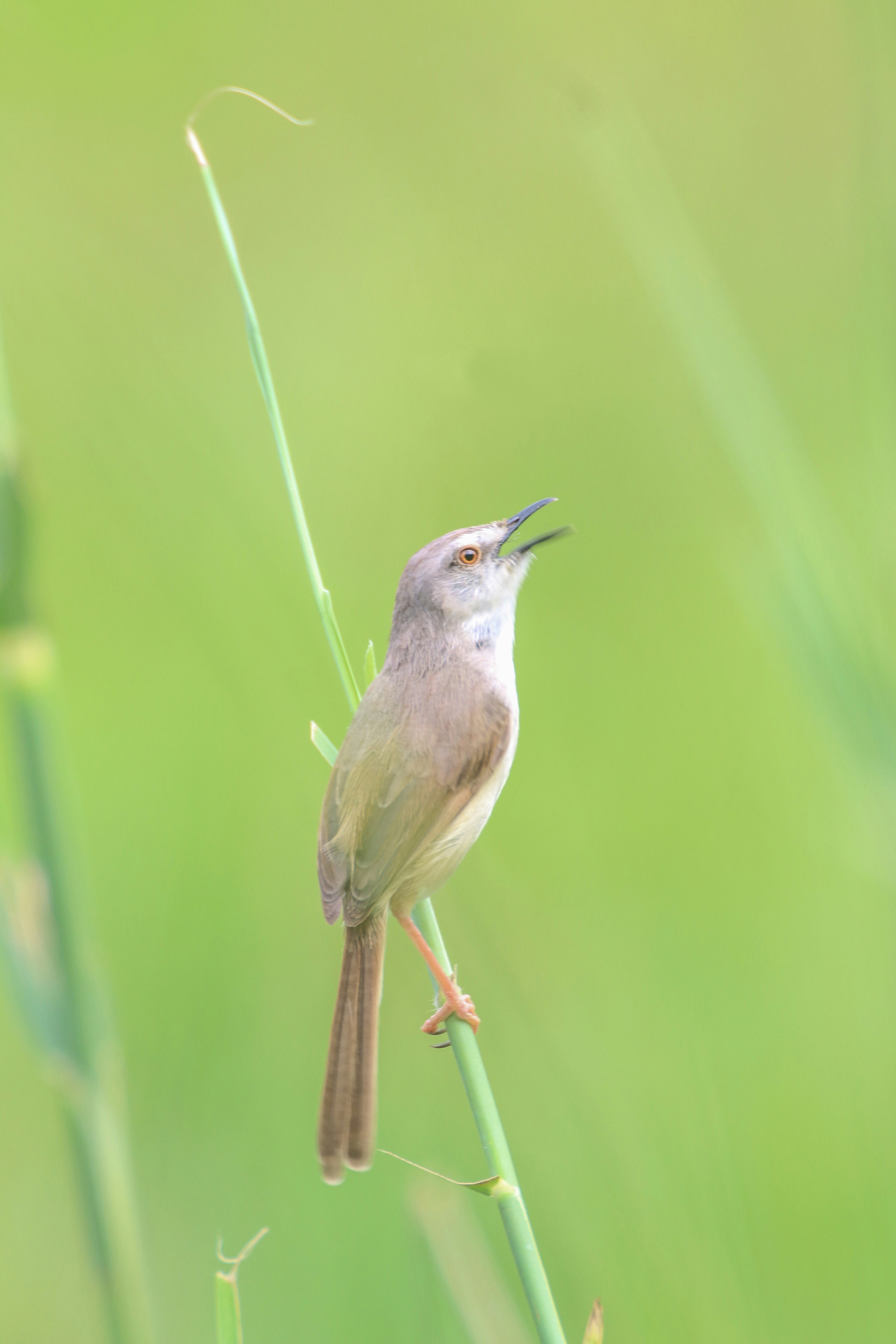 A small bird sitting on top of a green plant photo – Free Bird Image on ...