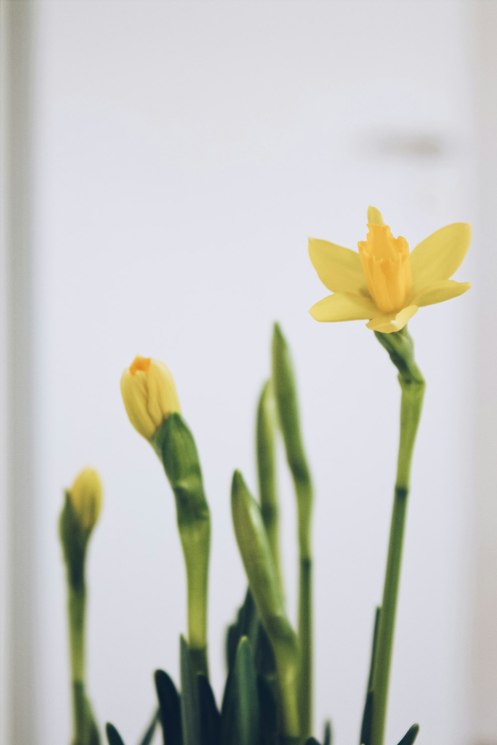 a close up of a bunch of flowers in a vase