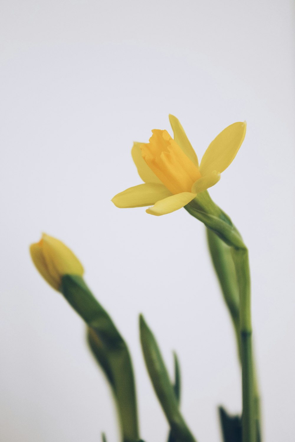 a close up of two yellow flowers in a vase