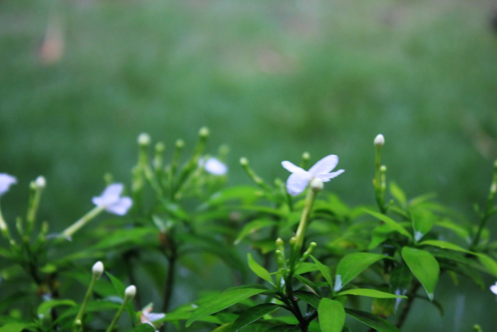 a close up of a bush with white flowers