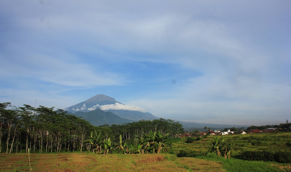 a lush green field with a mountain in the background