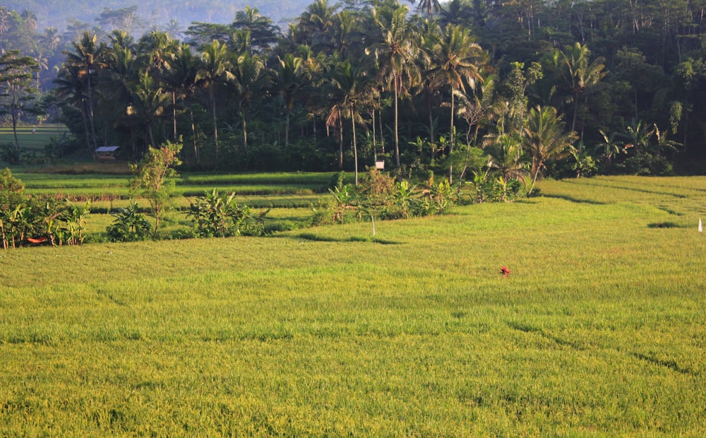 a lush green field with trees in the background