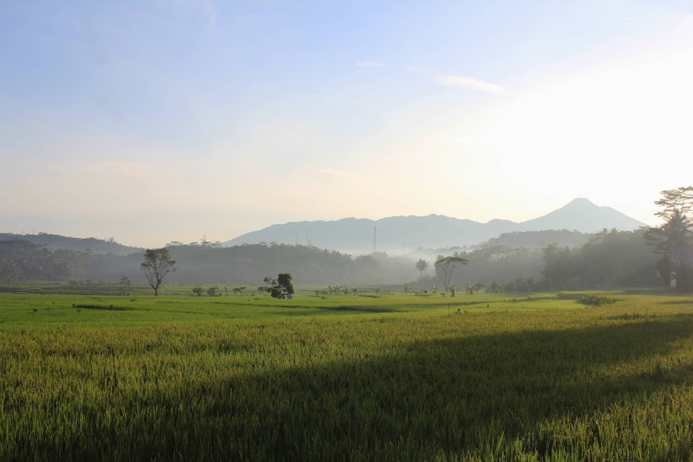 a grassy field with trees and mountains in the background