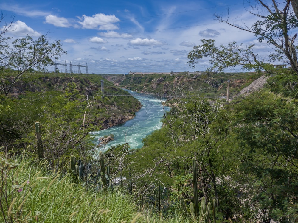 a river running through a lush green forest