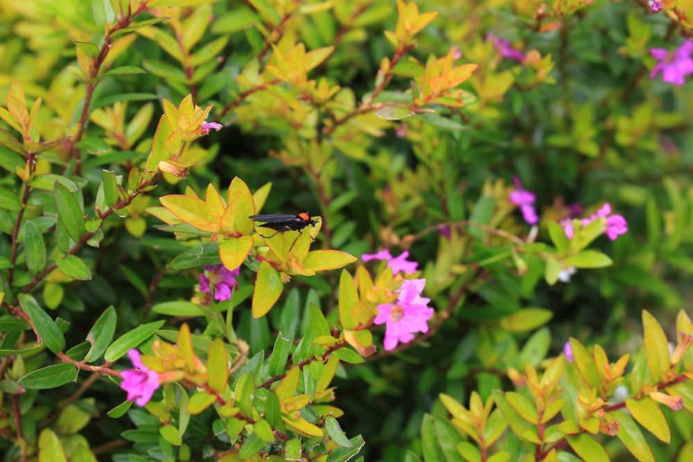 a small black bug sitting on top of a green plant