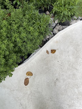A variety of green plants grow from small black pots, bordered by a curved edge of white concrete. Scattered dry leaves are present on the concrete surface, contrasting with the vibrant green foliage.