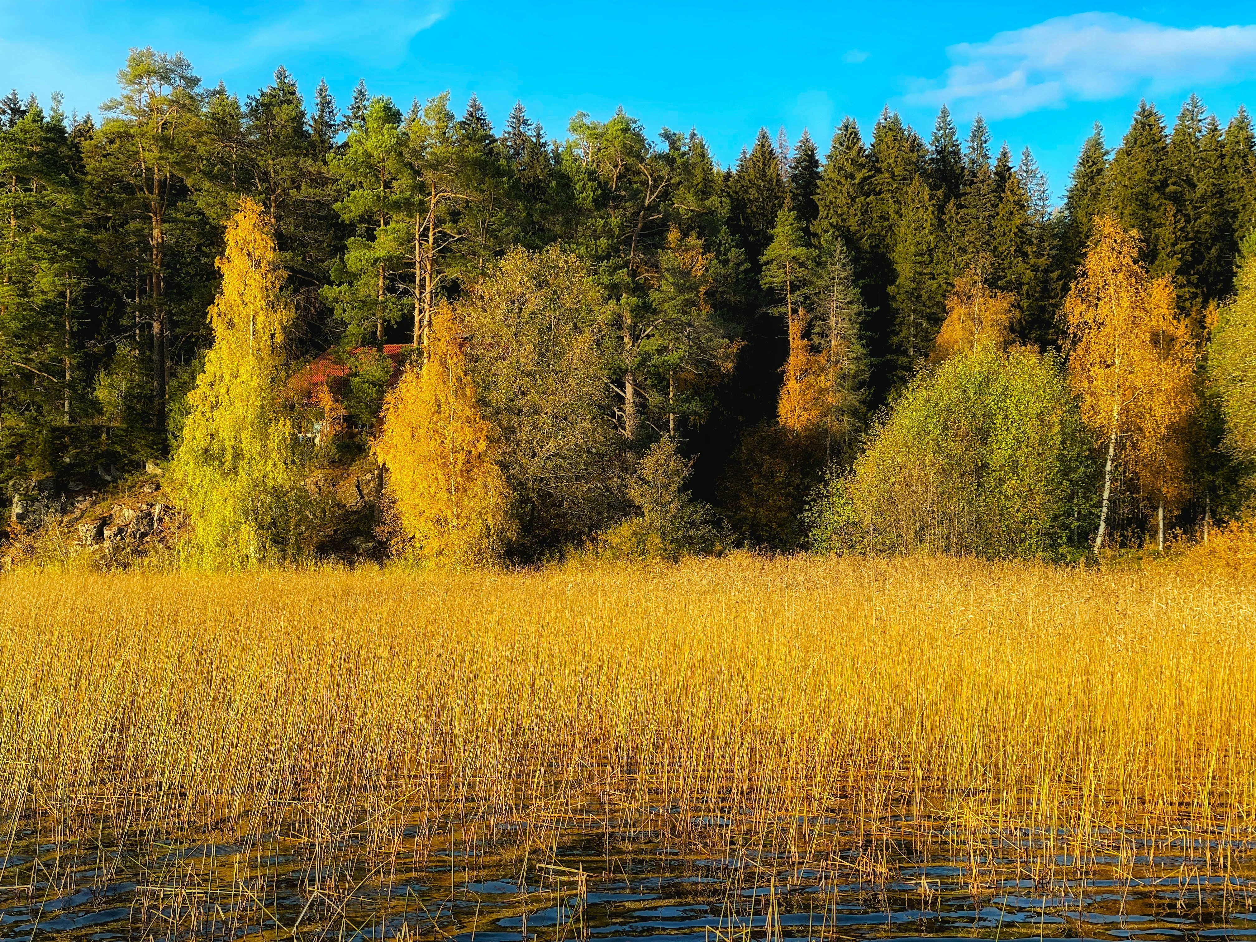 a field with tall grass and trees in the background, Karelian forest