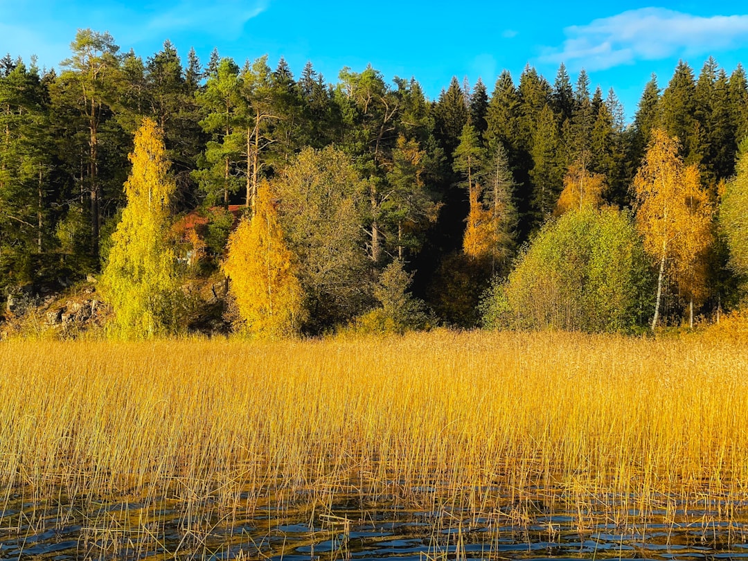 a field with tall grass and trees in the background, Karelian forest
