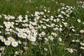a field full of white daisies in the grass