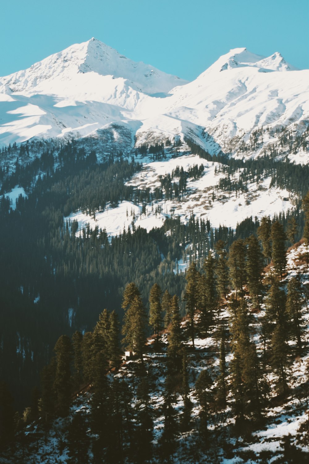 a mountain covered in snow with trees in the foreground