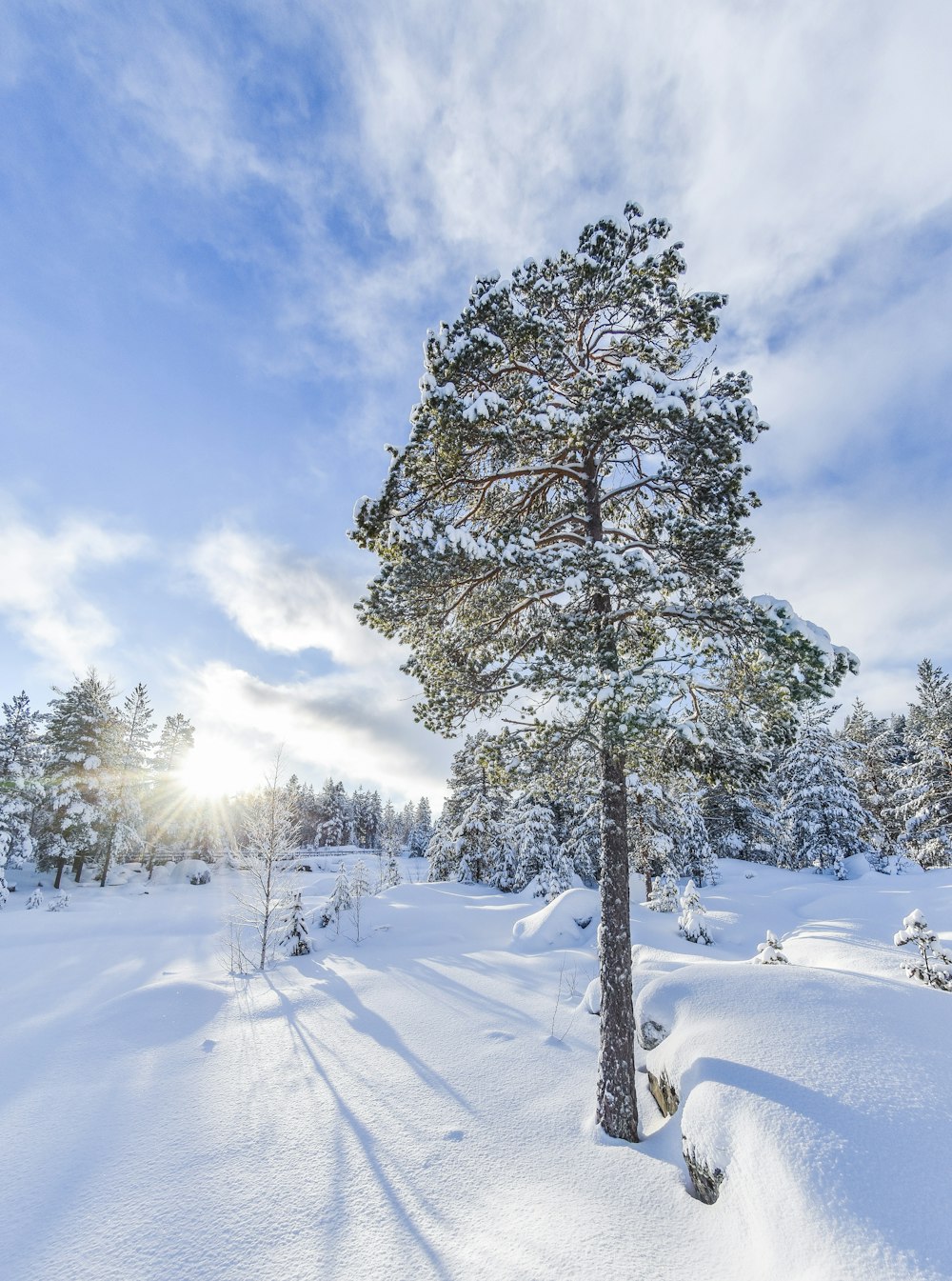 a snow covered field with a tree in the middle of it