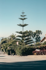 A healthy, well-maintained tree standing tall in a peaceful Euless neighborhood.