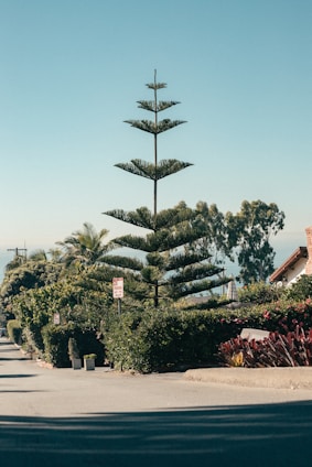 A friendly arborist gently trimming a large oak tree in a sunny Melbourne neighborhood.