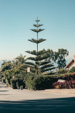 A friendly arborist gently trimming a large oak tree in a sunny Fairview Park neighborhood.
