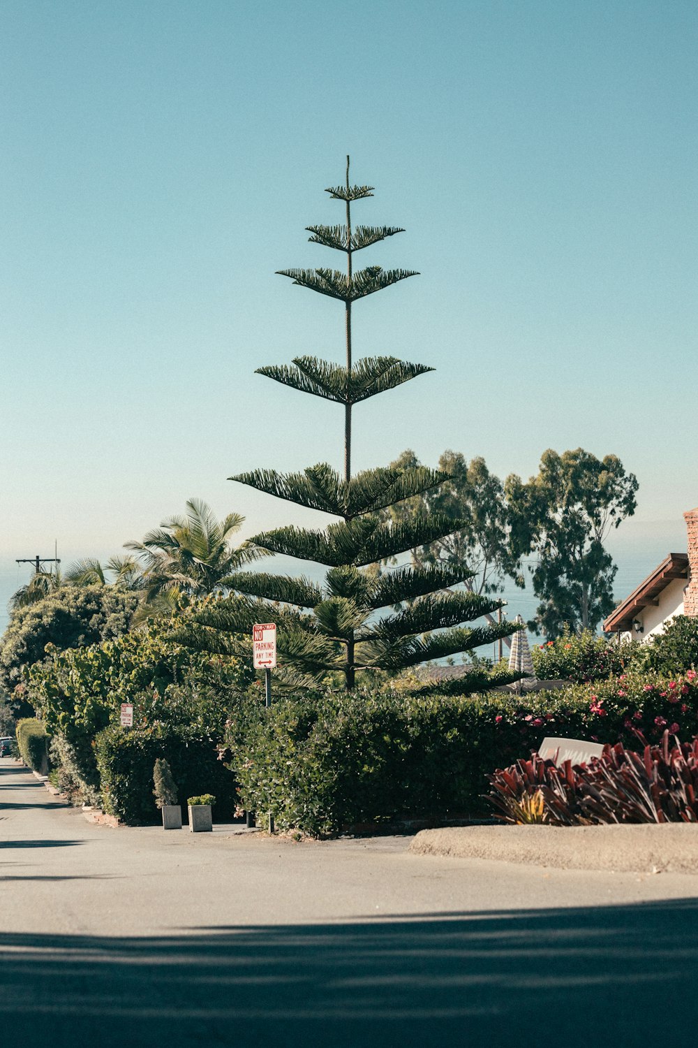 a street lined with trees and bushes on a sunny day