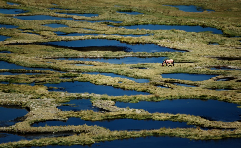 a horse is standing in a field of grass