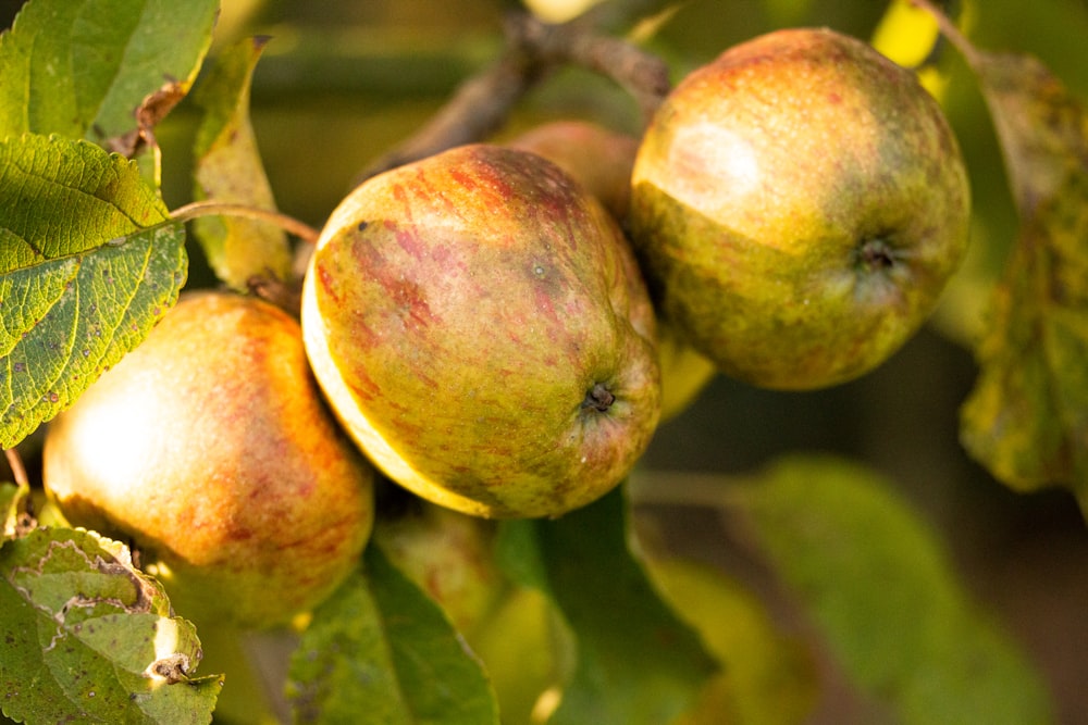 a close up of apples on a tree branch