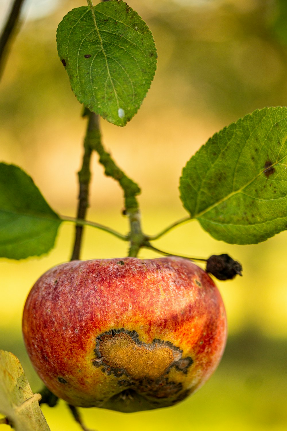 a rotten apple hanging from a tree branch