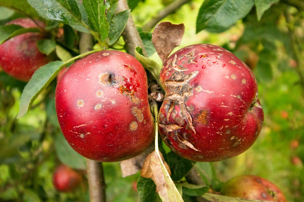 a close up of two apples on a tree