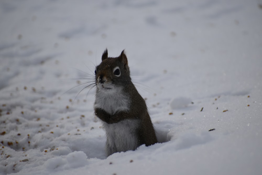 Ein Eichhörnchen, das im Schnee sitzt und in die Kamera schaut