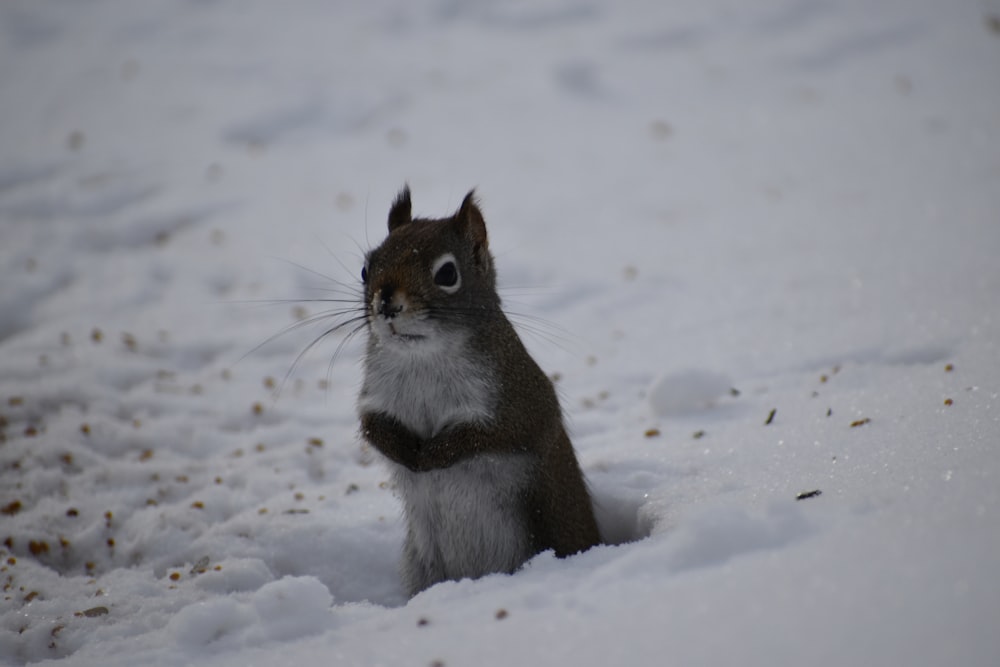 Un écureuil assis dans la neige regardant la caméra