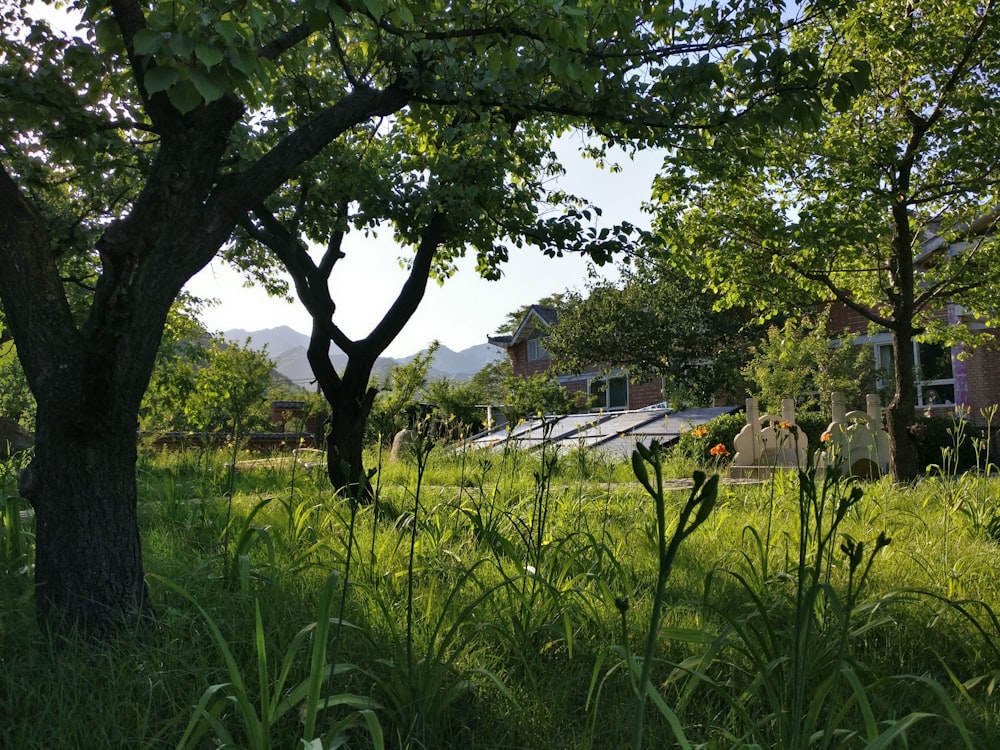 a grassy field with trees and a house in the background