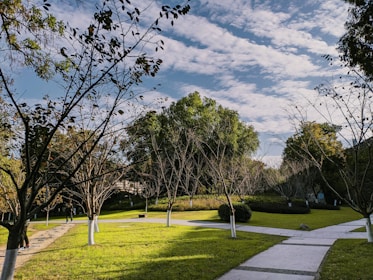 a pathway in a park surrounded by trees