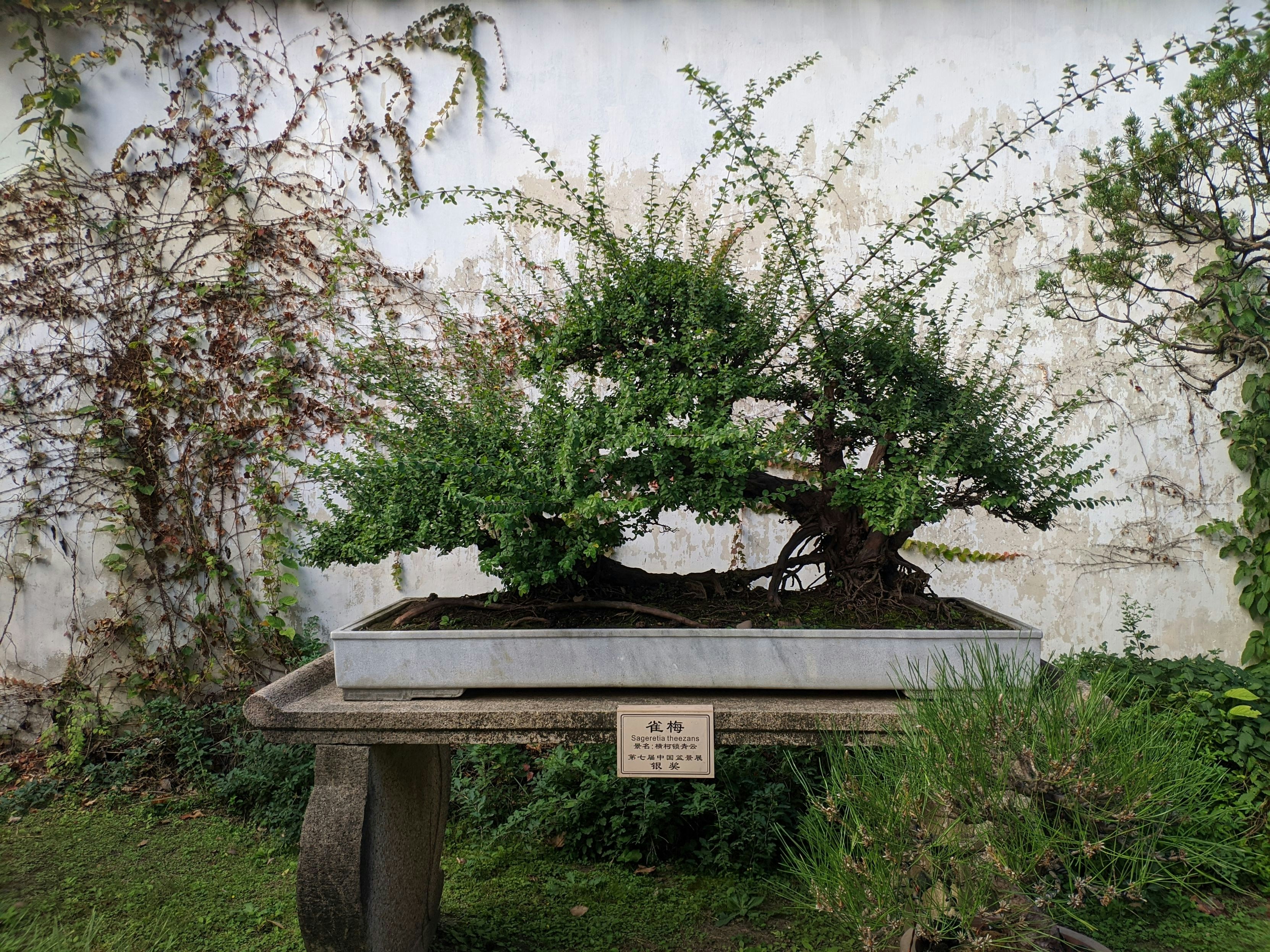 A large Sageretia theezans bonsai tree in a rectangular stone pot, displayed on a stone bench.