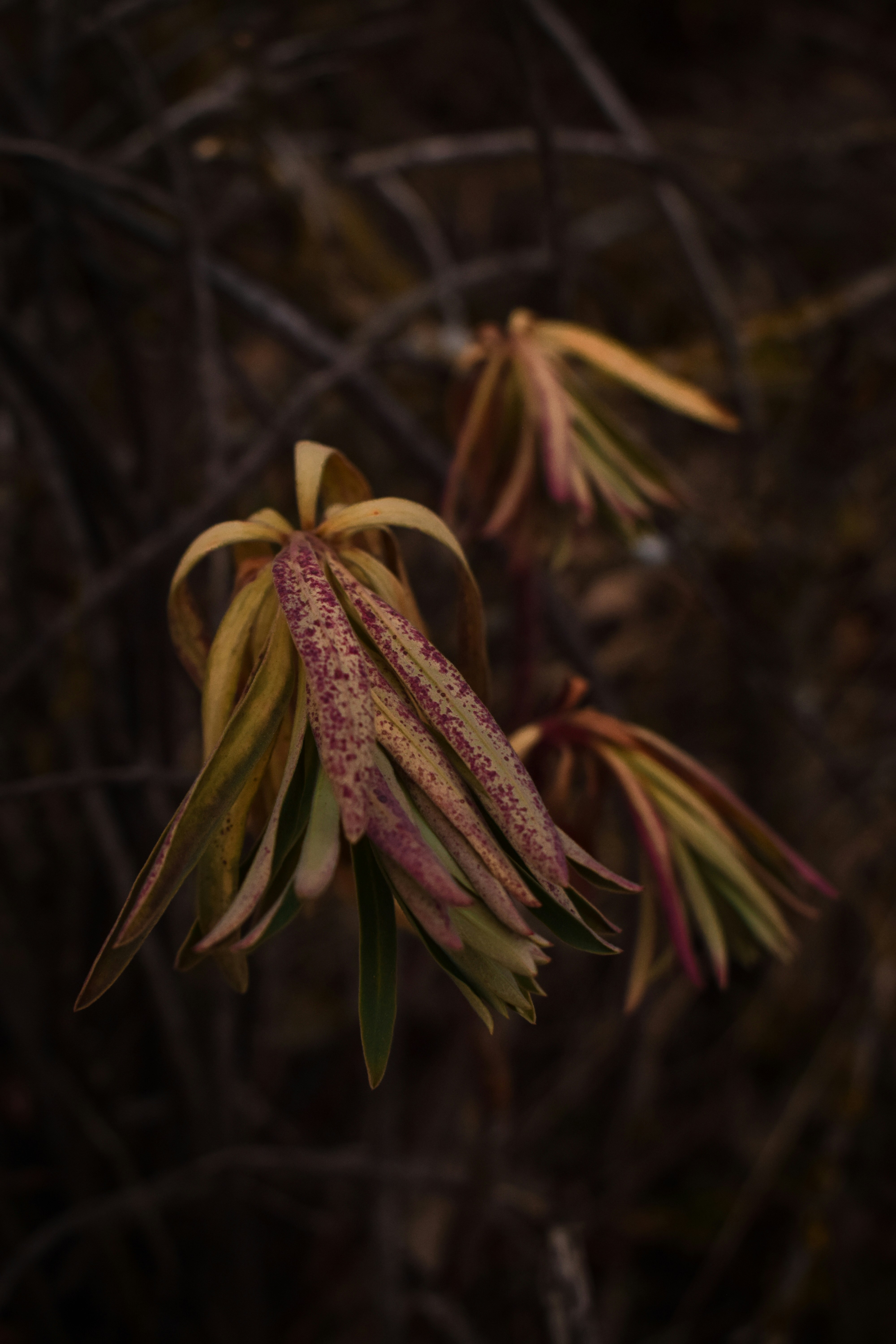 a close up of a flower on a tree