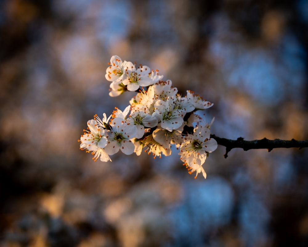 a branch of a tree with white flowers