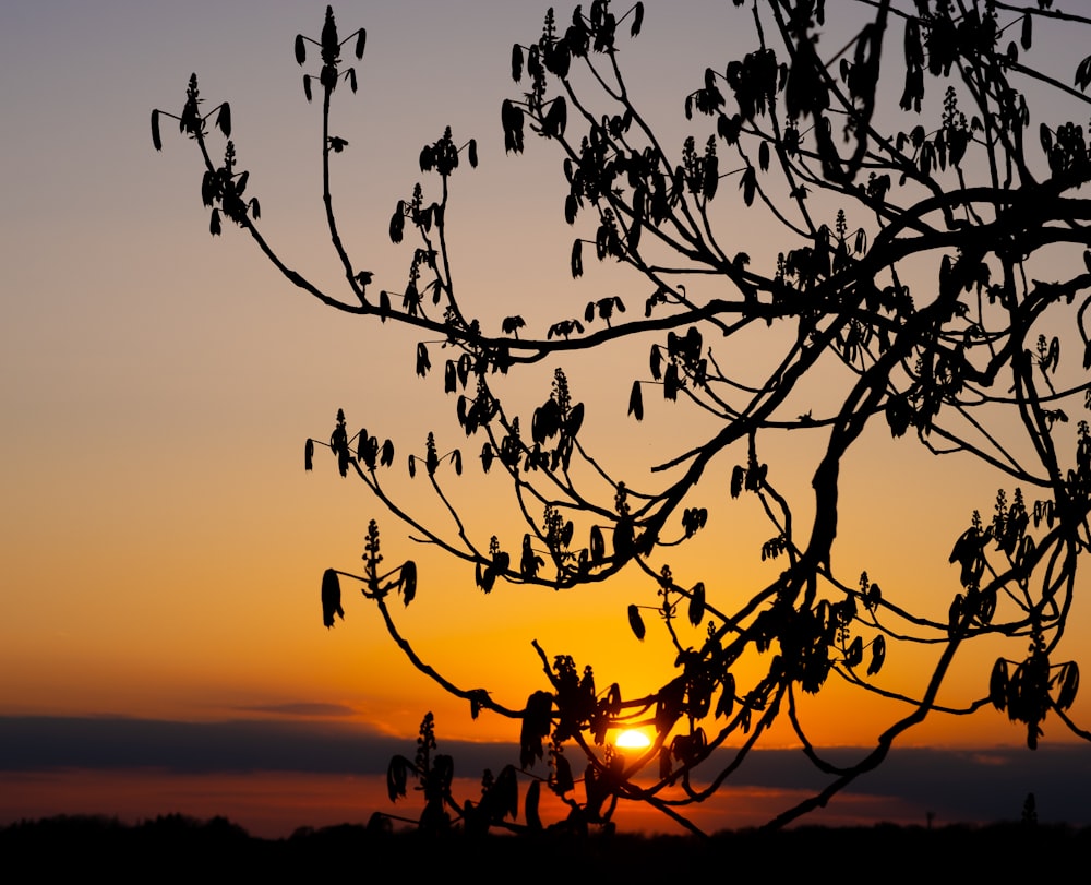 Il sole sta tramontando dietro un albero senza foglie