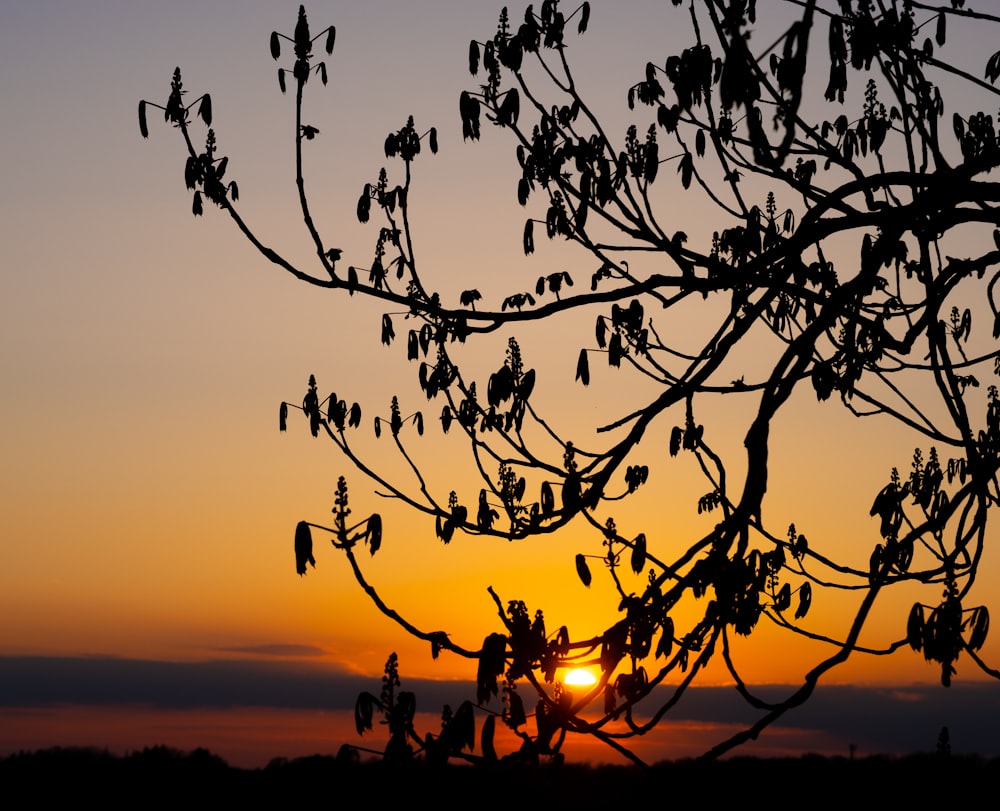 the sun is setting behind a tree with no leaves