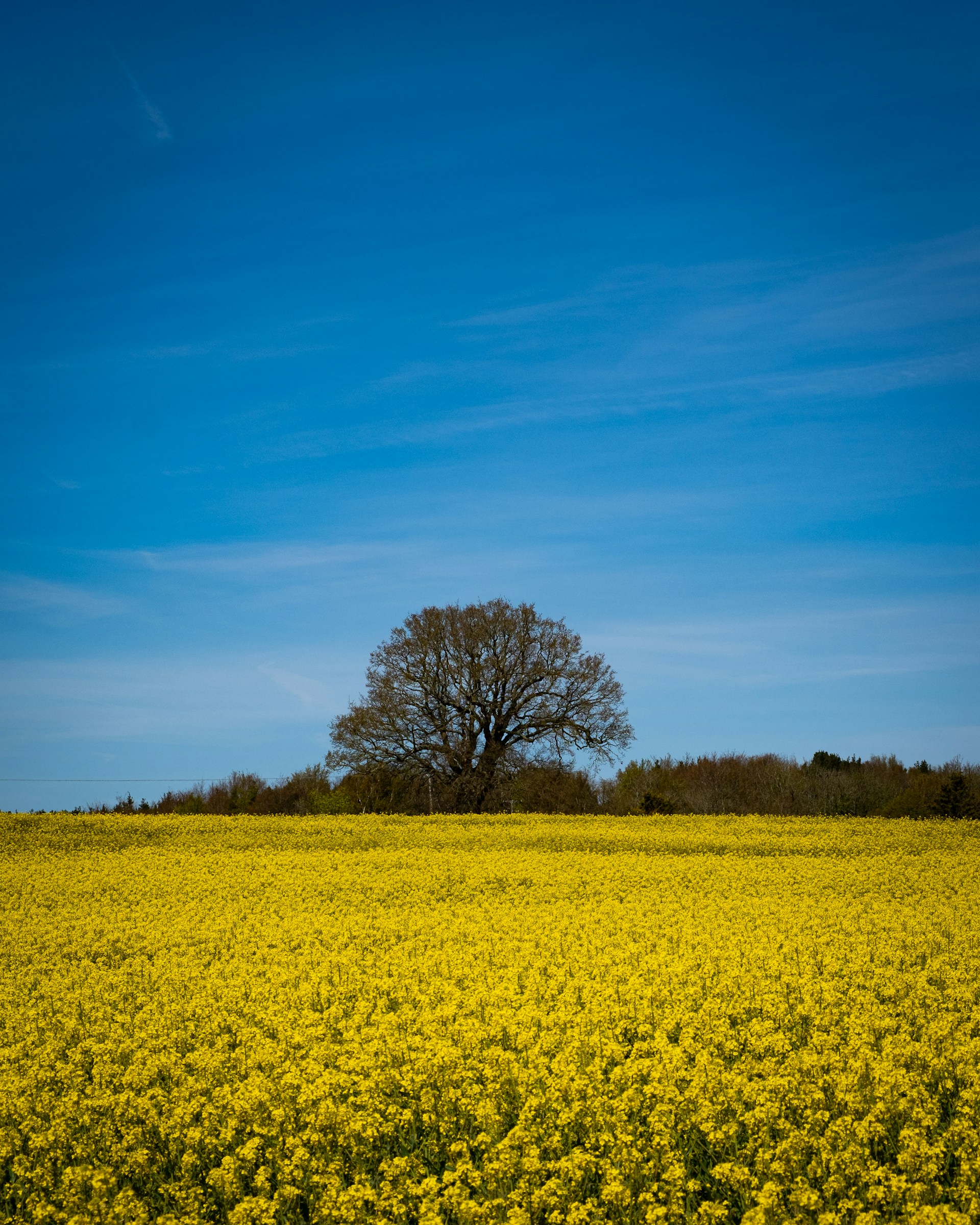 a large field of yellow flowers under a blue sky