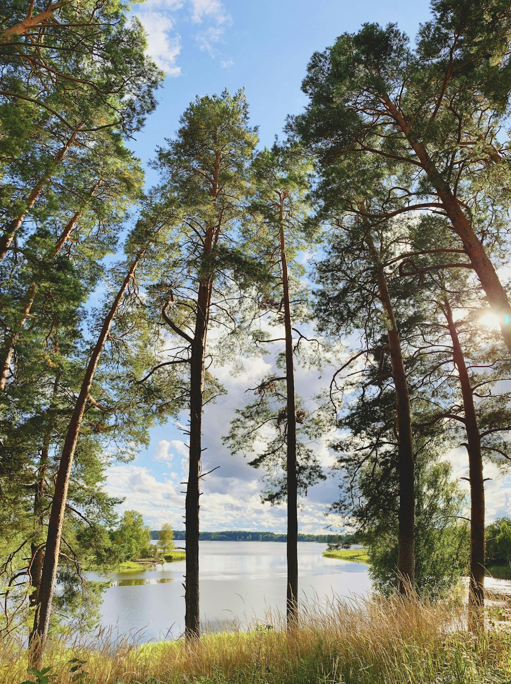 the sun shines through the trees near a body of water