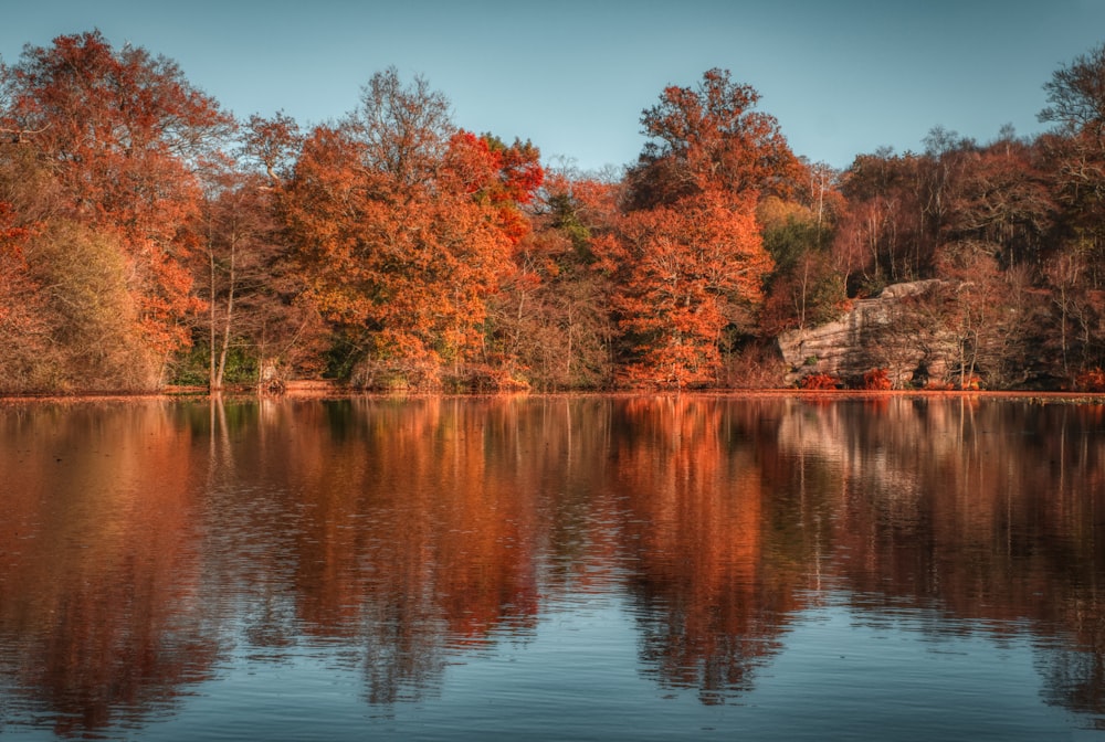 a body of water surrounded by lots of trees