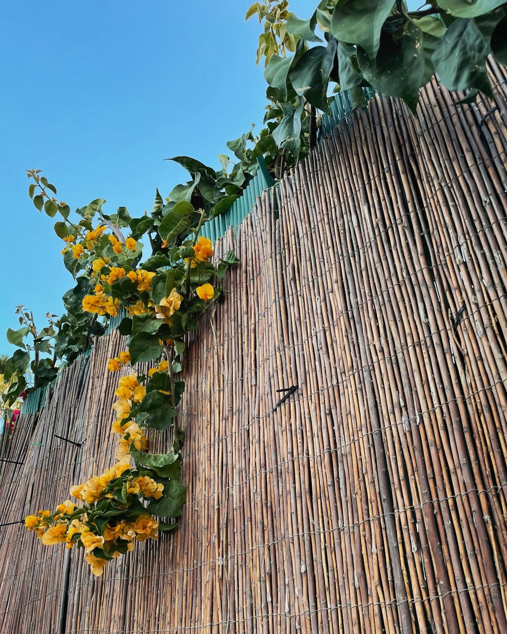 a bamboo fence with flowers growing on it