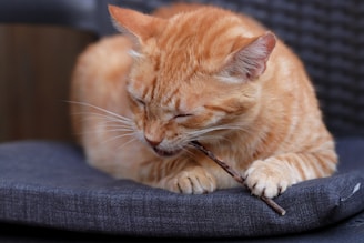 an orange cat is chewing on a stick