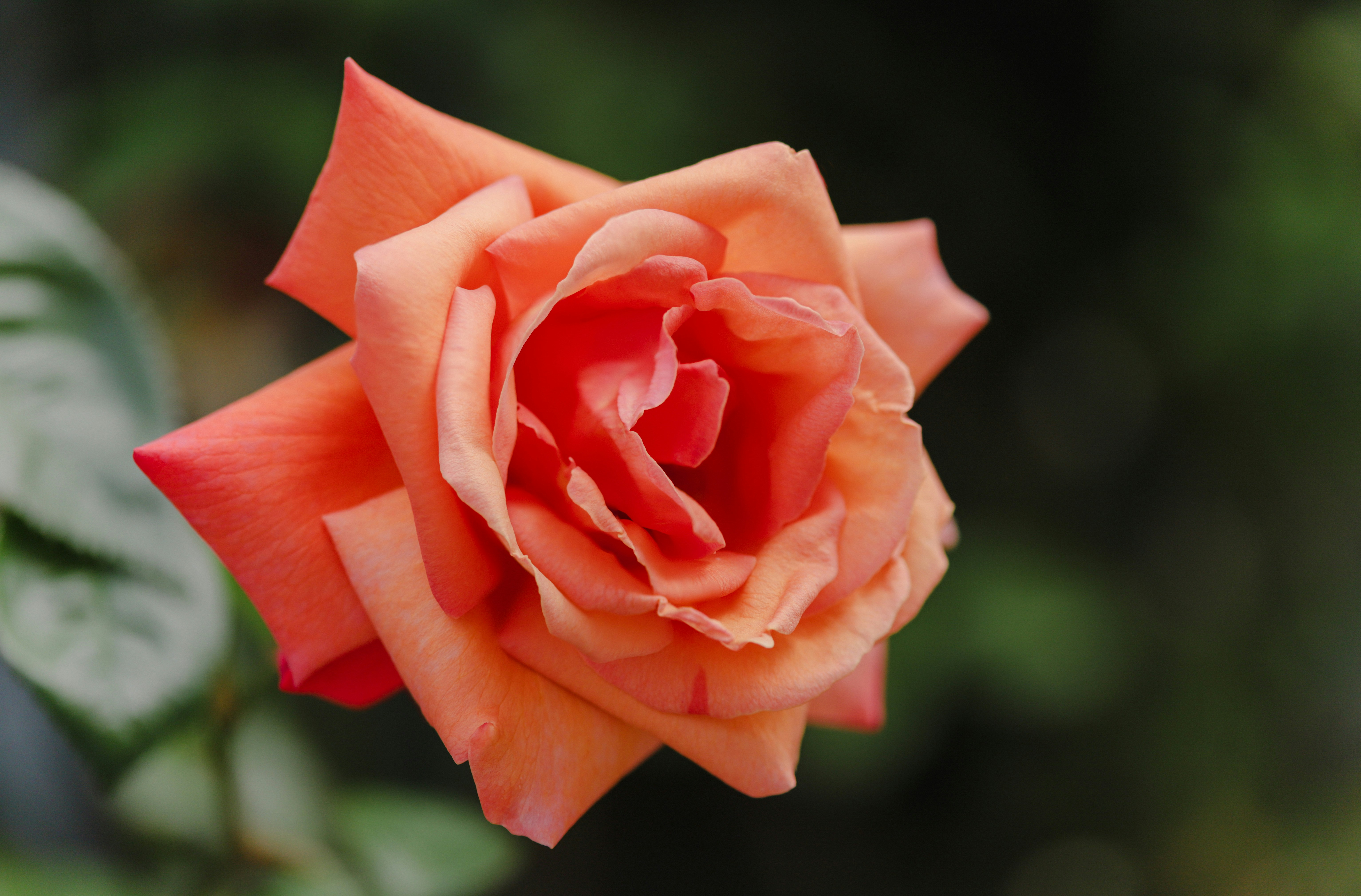 Photo by montgommery