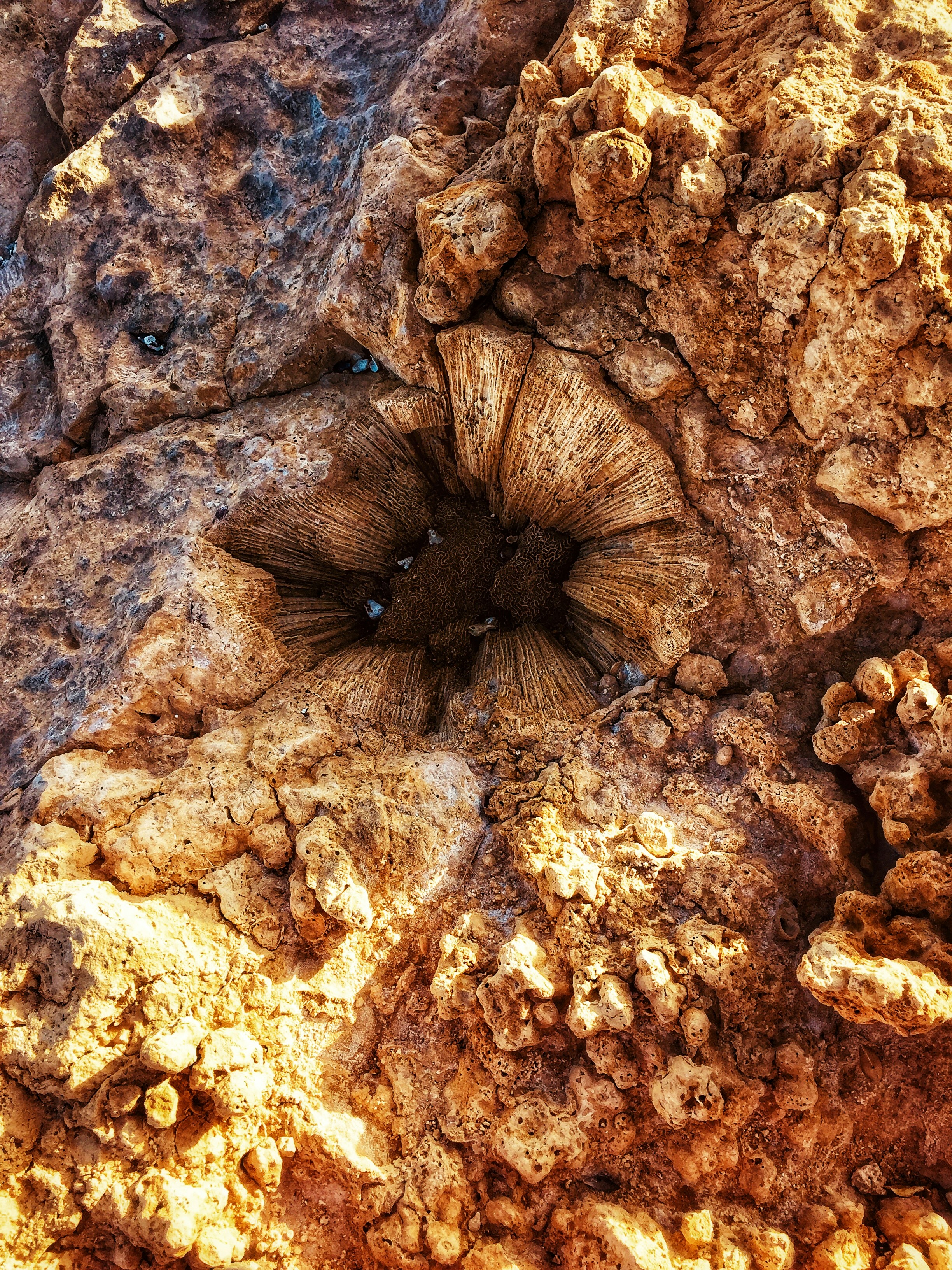Understanding the Red Sea: What Makes These Reefs Exceptional