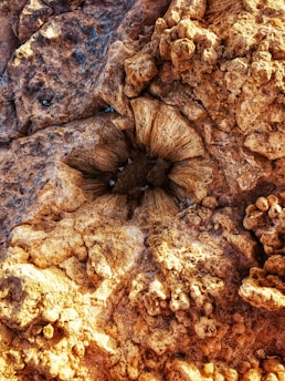 A close-up of a textured rock surface with a central, hollow, petrified coral structure surrounded by uneven, craggy formations. The rock exhibits a blend of earthy tones with visible crevices and rough edges.