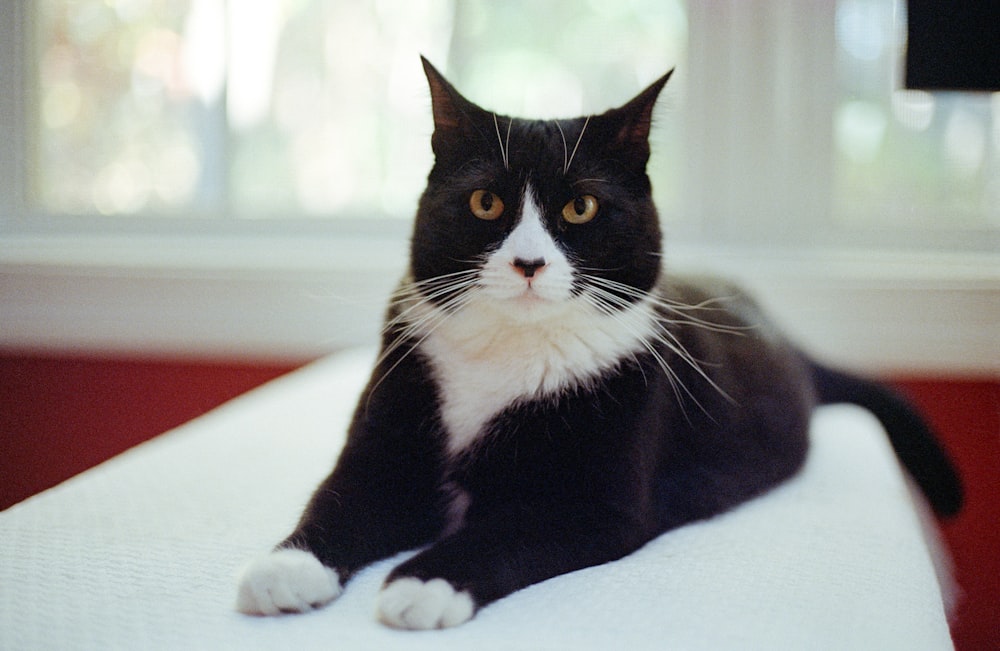 a black and white cat is sitting on a bed