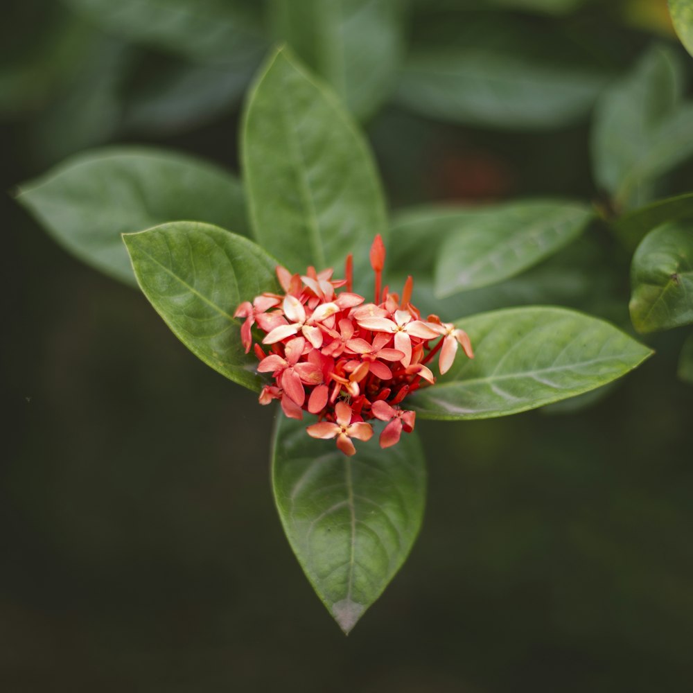 a close up of a red flower on a green leaf