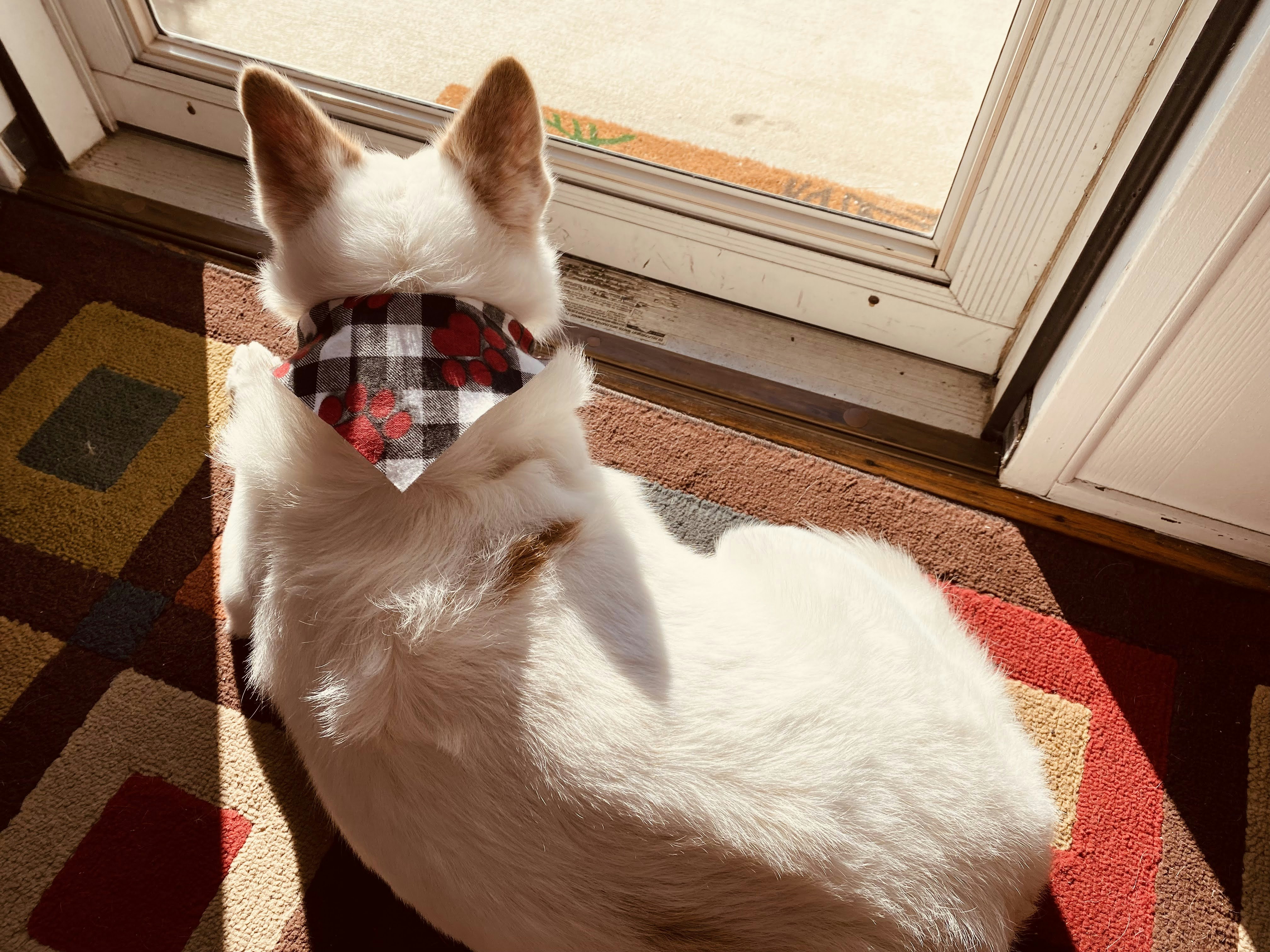Bandana personalizada
