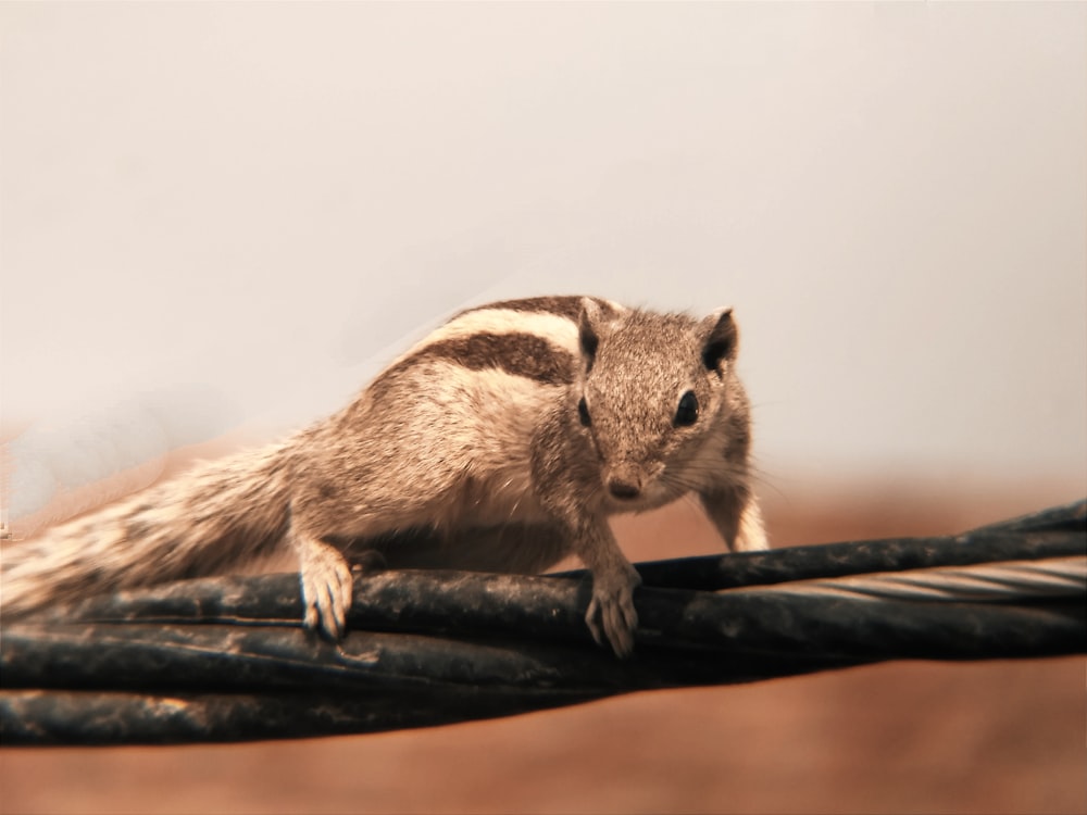 a small rodent sitting on top of a black wire